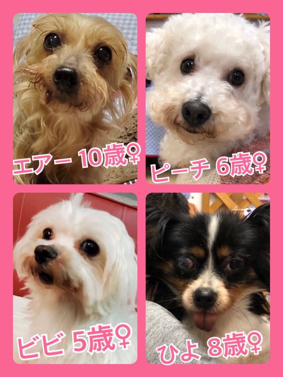 🐾今日の里親様募集中ワンコ🐶メンバーです🐾2020,4,20